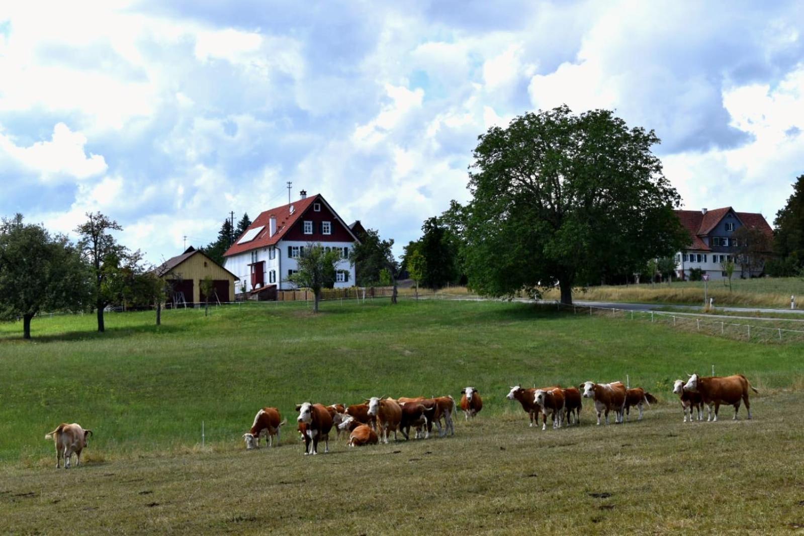 Ferienhaus Nordschwarzwald Neuweiler  Exterior foto